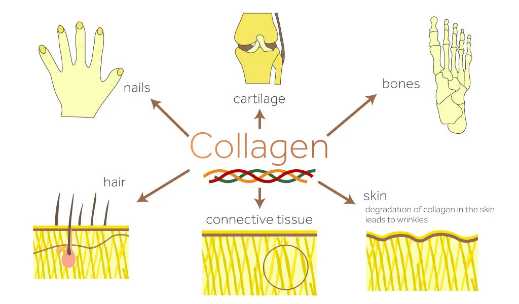 diagram-showing-where-collagen-can-be-found-in-the-body